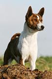 BASENJI 043